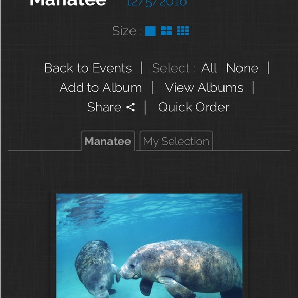 Manatee Underwater Photography Art Professionally Framed 11 x 14 - Picture 12 of 16
